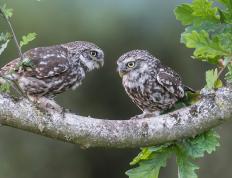 世俱杯直播-欧冠半决赛焦点战，尼克斯爆冷开拓者，逆袭之路开启