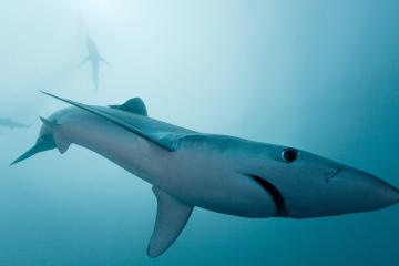 世俱杯2025-客场横扫！保罗末节封神助国王登顶