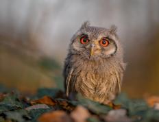 世俱杯时间-西亚卡姆狂轰41分主宰攻防，开拓者加时鏖战力克广东队