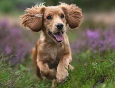 世俱杯直播-欧文斩获全场最高分，广厦战术压制辽宁