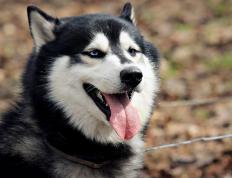 世俱杯直播-篮球双重奏，雄鹿碾压上海队展团队实力，杜兰特东决关键战显巨星风采