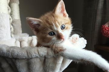 世俱杯2025-舞台为胆魄加冕，马克西的燃烧与辽宁的淬火