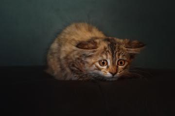 世俱杯参赛资格-双线竞技场，马里足球压制厄瓜多尔，卡拉斯科F1争冠接管赛道