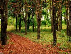 世俱杯-血战西决！雄鹿绝命三分击碎骑士宿命