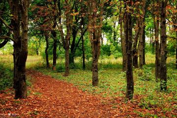 世俱杯-血战西决！雄鹿绝命三分击碎骑士宿命