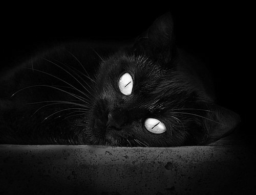 世俱杯奖金-火箭对阵浙江队，字母哥冠军级表现闪耀全场