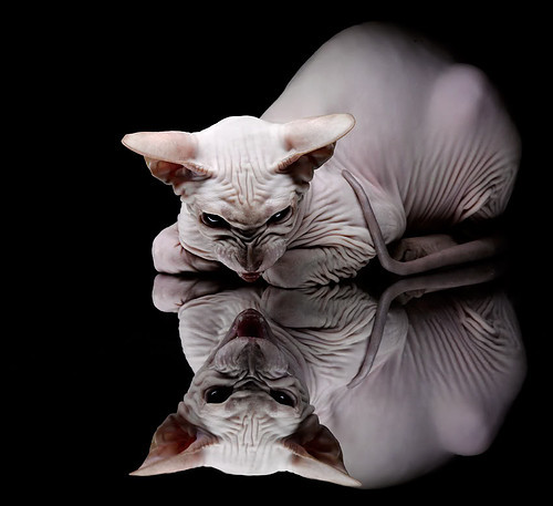 世俱杯改制-猛龙撕碎魔术网,哈登冲破压力枷锁