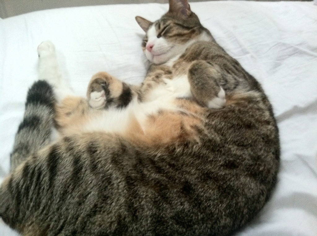 世俱杯赛程-欧洲杯神迹夜，阿拉巴冰封防线，马赛回旋强行终结比利时黄金一代