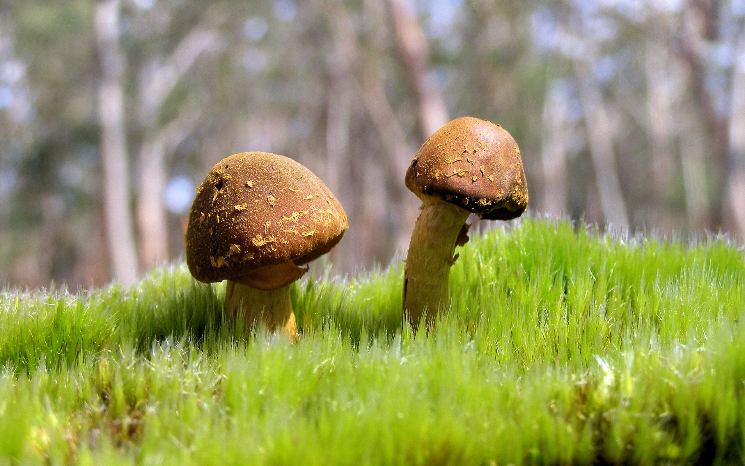 世俱杯改制-哨声未响，传奇已立—欧冠决赛夜的隐形巨人武切维奇