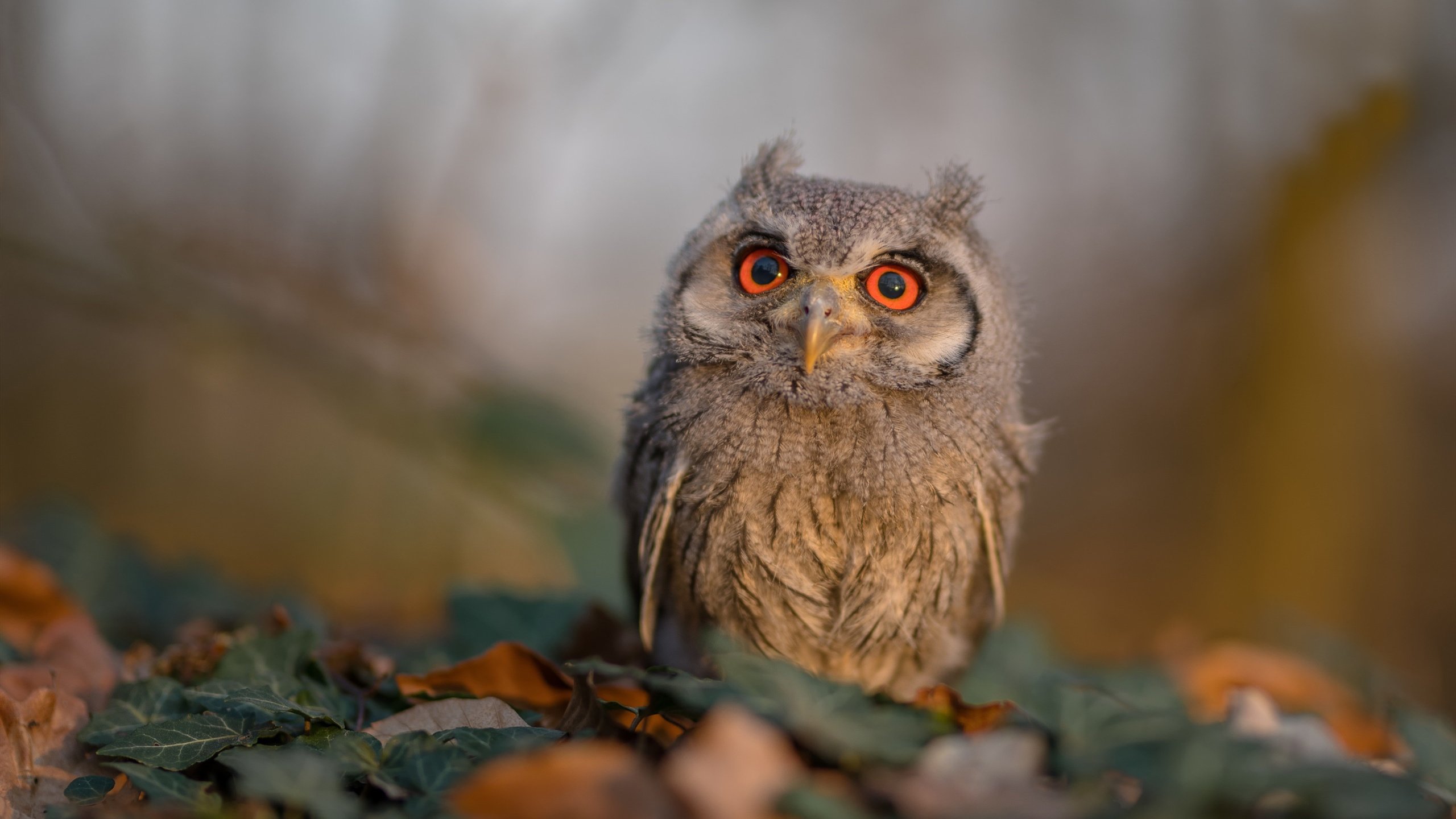 世俱杯时间-西亚卡姆狂轰41分主宰攻防，开拓者加时鏖战力克广东队
