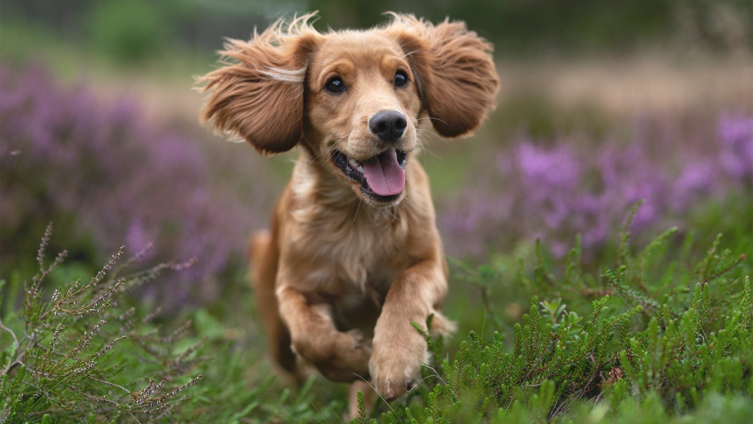 世俱杯直播-欧文斩获全场最高分,广厦战术压制辽宁