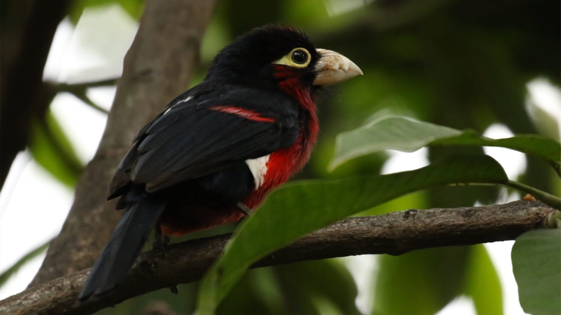 世俱杯赛程-苏格兰节奏掌控乌拉圭，伊布全场最佳无争议—绿茵传奇的战术与个人英雄主义盛宴