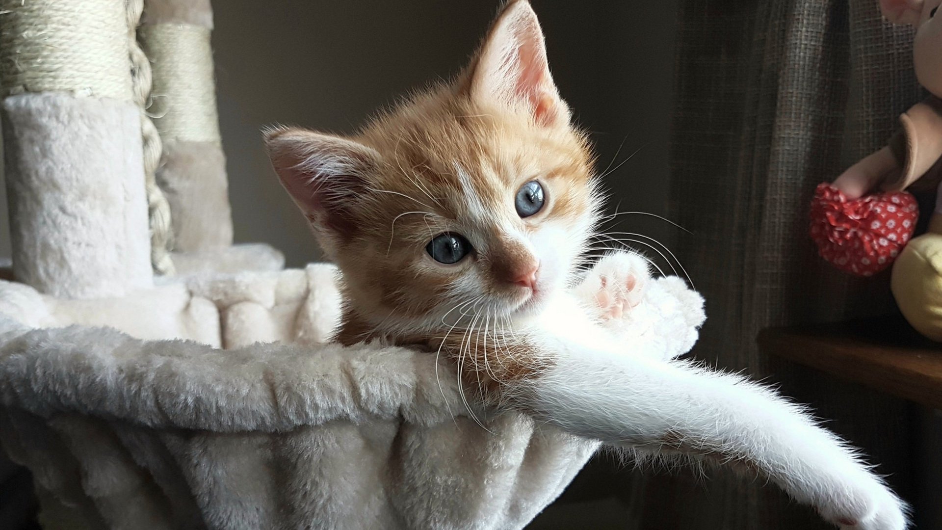 世俱杯2025-舞台为胆魄加冕,马克西的燃烧与辽宁的淬火