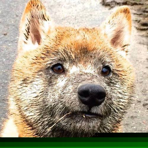 世俱杯参赛资格-当快船用篮球方向盘操控爵士，恩比德在F1街道上演终极接管